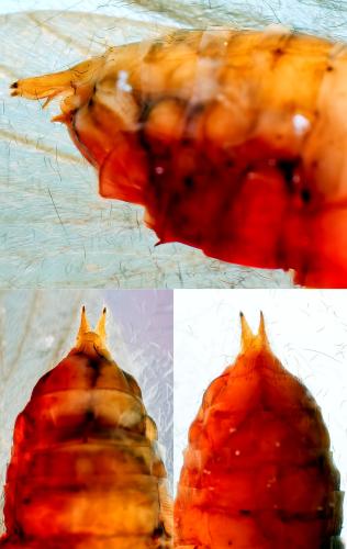 Réf. 307 253 : Goera pilosa